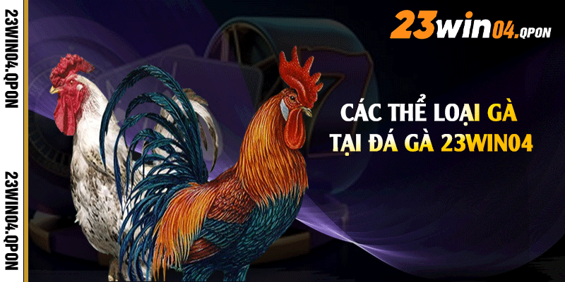 Các thể loại gà tại đá gà 23win04